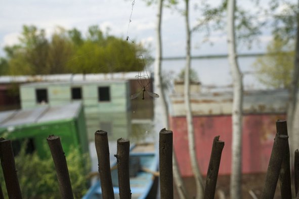The Mosquito Problem and Other Stories3