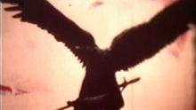 birds_szirtes_1