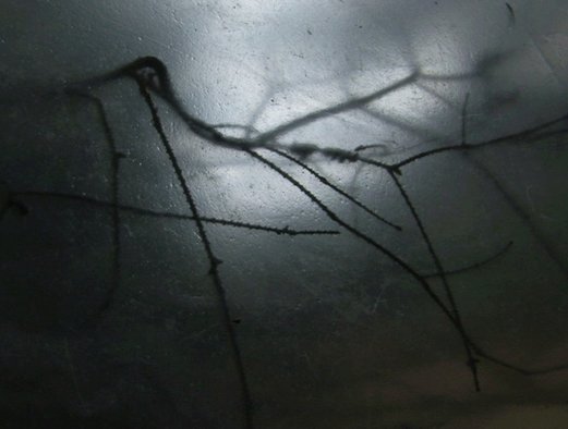 The_Sound_of_Insects_3