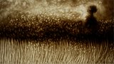 Flood of memory_1