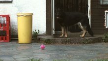 Man_loves_dog_1