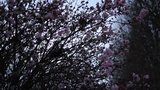It_may_be_that_beauty_1