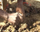 Shit_and_Chicks_5