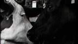 The Cowshed_1