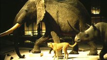 Un_Animal_Des_Animaux_1