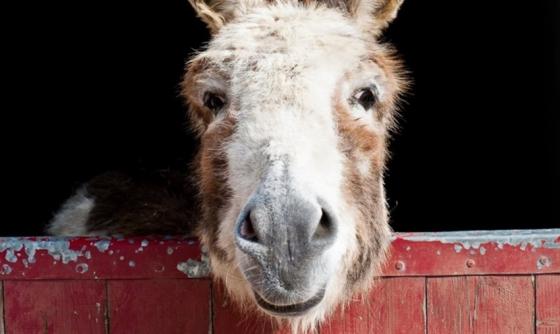 Scene from the film Do Donkeys Act?