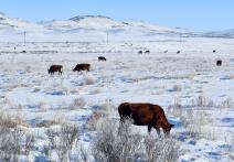 Scene from the film Steppe and Frost