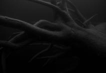 Scene from the film Forests