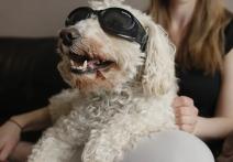 Scene from the film In Dog Years