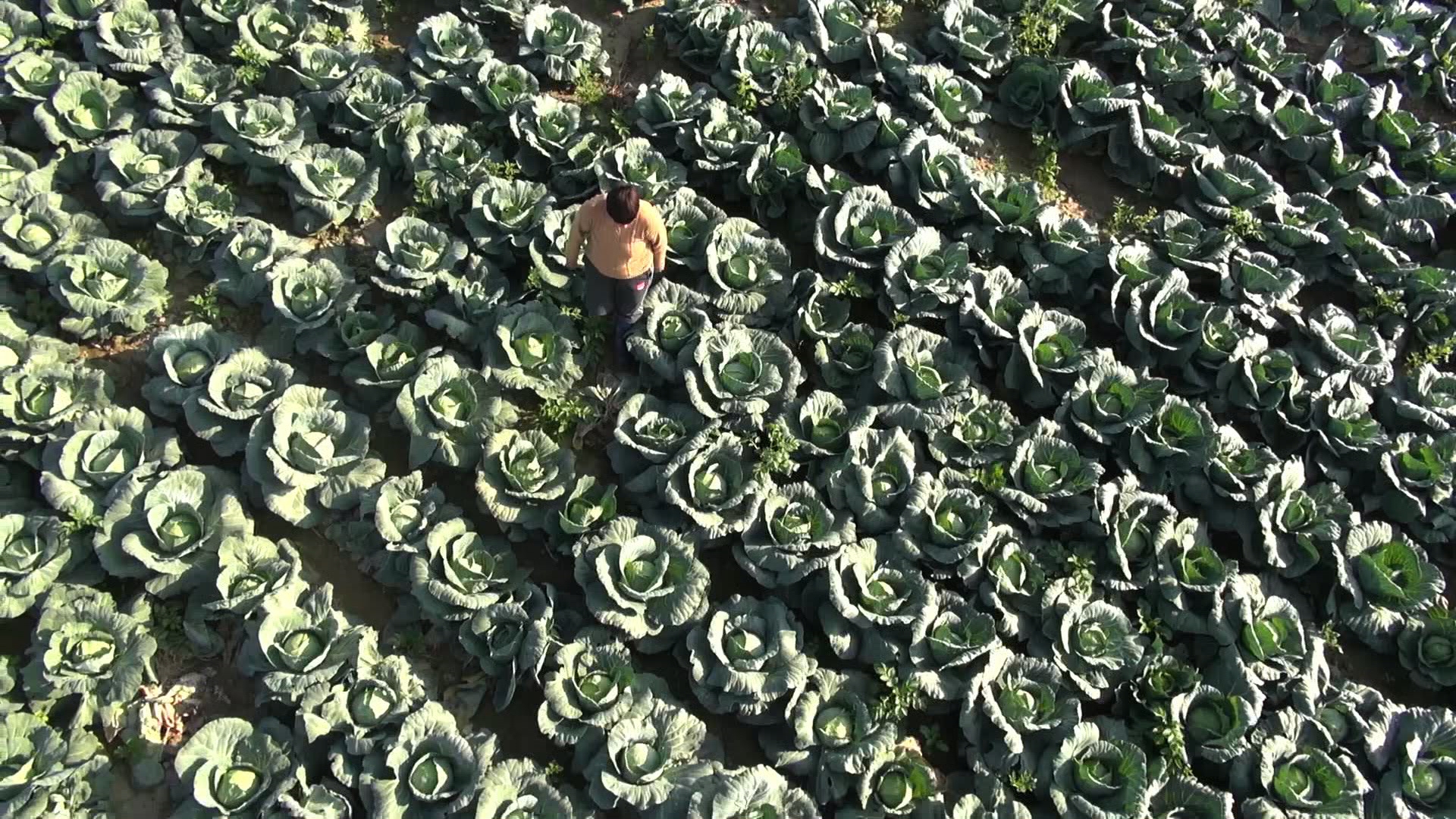 Cabbage, Potatoes and Other Demons watch online