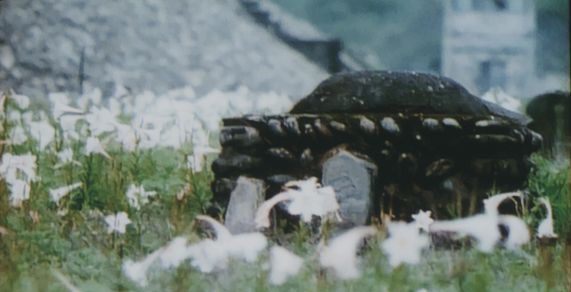 Turtle Island: Nostalgic Voices - dafilms.com | watch online